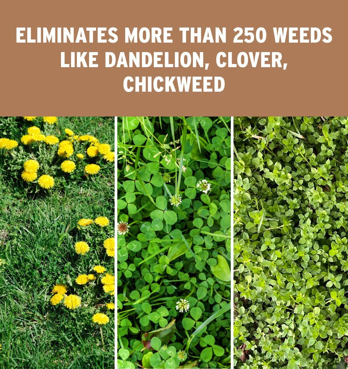 The Andersons Professional Surge Weed and Feed 16 - 0 - 9 Post - Emergent Weed Control and Fertilizer - Covers up to - image 4