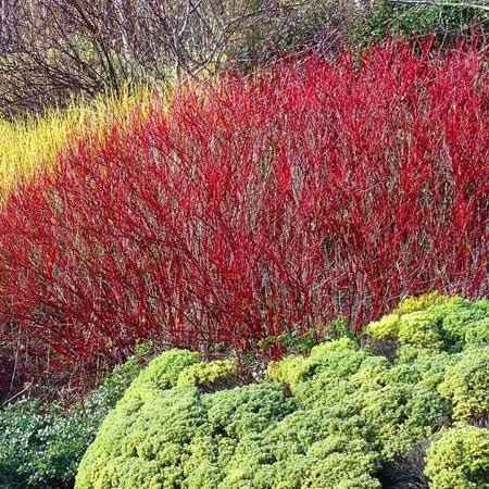 Brighter Blooms - Red Twig Dogwood Shrub, 2 gal. - No Shipping to AZ and fl - image 1