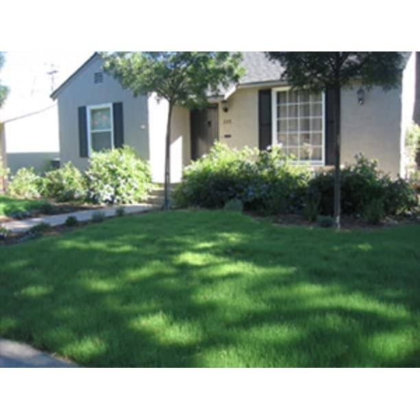 Buffalo Grass Seed - Primed - 10 lbs - Seed Barn - image 1