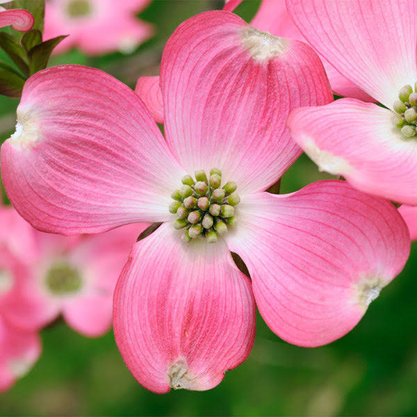 3-4 ft. - Pink Dogwood Tree - Vibrant Pink Blooms that Last All Spring - image 1